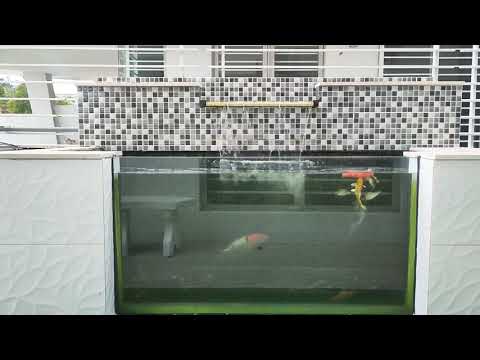 My koi fish eating watermelon