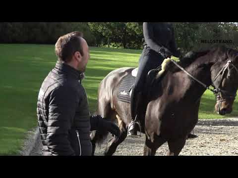 Video 1: How to train the young horse