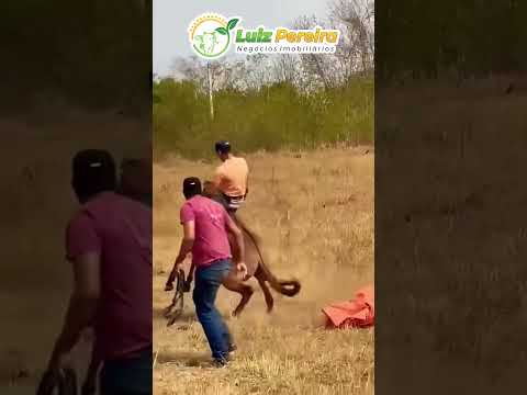 Quem não tem as manhas não entra não 🤣 #Boiadeiro #Boibravo#Agro#Touro#Nelore#Vidanaroça #rodeio