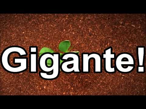 Primavera - Voz da Verdade (Cantado e Legendado)