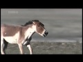 The Wild Ass