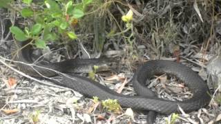 Bibbulmun Track End to End, Thru Hike 2011