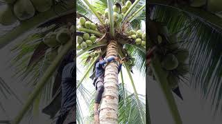 Download lagu 5 tandan mentah semua guys #coconutclimb #coconutharvest #shortvideo mp3