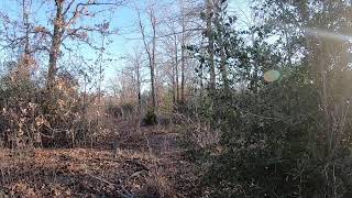 Live: Texas Forest Sounds & Birdsong (Relaxing Nature Cam)