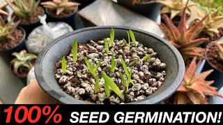 SOWING ALOE SEEDS | Closed Method - The Next Big Thing No Expert Would Tell You