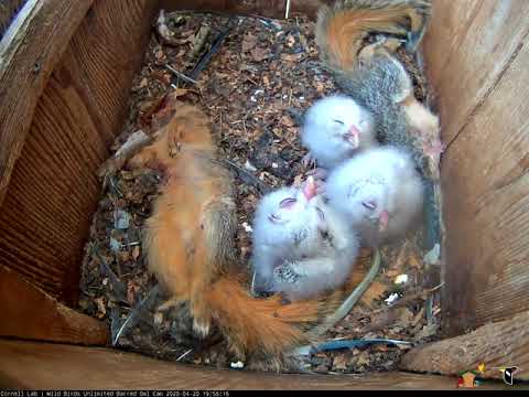 Fluffy Barred Owl Chicks Interact With One Another In The Nest Box – April 20, 2020