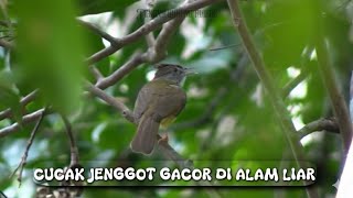 Download lagu PESONA KICAUAN MERDU BURUNG CUCAK JENGGOT DI ALAM LIAR  mp3