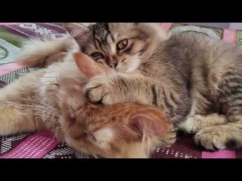 damba and dora are playing they love each other🥰#geto #catlover #video #viralvideo #catvideos