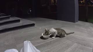 真っ暗なウォーキングストリートで猫にエサを与えるだけの動画