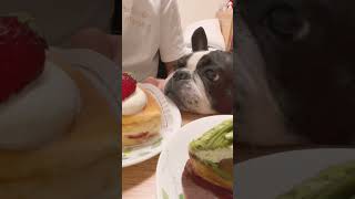 ケーキ食べたいぞ！🐶💢　"I want to eat cake!"　#shorts