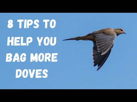 , title : '8 Tips For Dove Hunting'