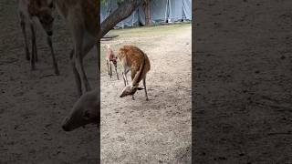 奈良・興福寺で出会ったシカさん🦌 #japan #travel #奈良