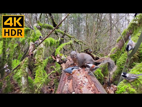 Cat TV for Cats to Watch 😺📺 Cute Birds in the Forest 🐦 Funny Ground Squirrels 🐿 8 Hours(4K HDR)