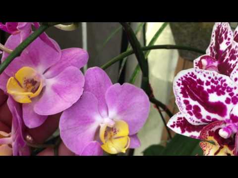 PHALAENOPSIS ORCHID TOUR AND GREENHOUSE CARE TIPS 1080p