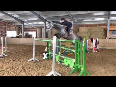 KENSINGTON (7yo Zirocco Blue stallion) Januar 2022