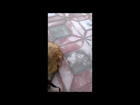 Beautiful affectionate cat...