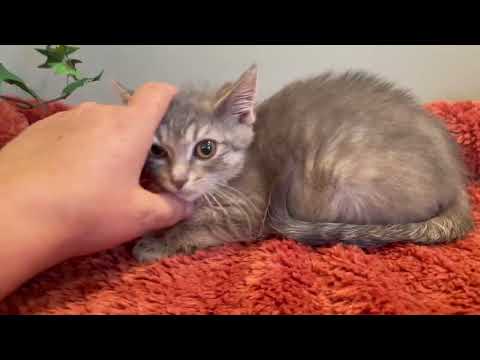 Video of adoptable pet named Edmundo