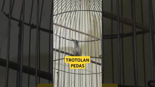 Download lagu KONIN TROTOL GACOR ! #kicaumanianusantara mp3