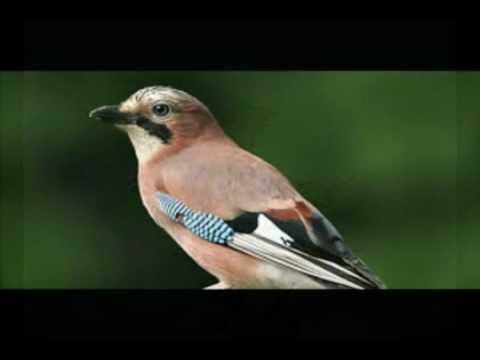 Video thumbnail for The birds’ lament