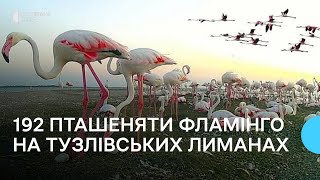 "Вибрали найкраще місце у заповідній зоні": фламінго на Тузлівських лиманах Одещини вивели пташенят