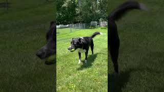 Video preview image #1 Border Collie-Unknown Mix Puppy For Sale in Highland, IL, USA