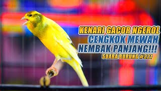 Download lagu SUARA BURUNG |221| Kenari GACOR PANJANG INI Cocok untuk Masteran KENARI PAUD dan Kenari Macet BUNYI mp3 Download lagu SUARA BURUNG |221| Kenari GACOR PANJANG INI Cocok untuk Masteran KENARI PAUD dan Kenari Macet BUNYI mp3