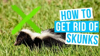 How to GET RID OF SKUNKS | under deck, shed or house