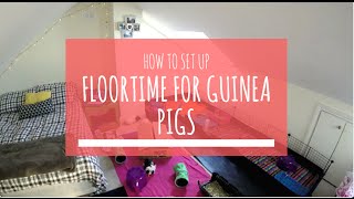 HOW TO SET UP FLOORTIME FOR GUINEA PIGS