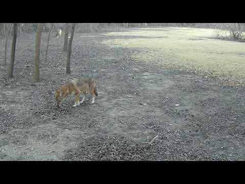 Majestic Coyote on Lavon Lake