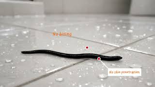 Black Bathroom Worm Identified — Is It Actually Dangerous