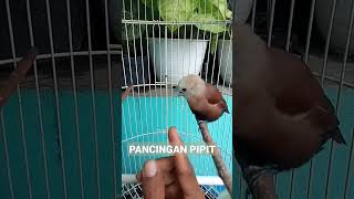 Download lagu Suara pancingan burung emprit kaji, keras, jelas, lekukannya dapet, merangsang burung  dengar bunyi mp3