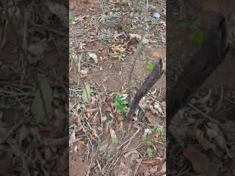 Nkama Ntambu Brasil (1)