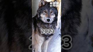 Wolf 🐺 In Past #animals #viral