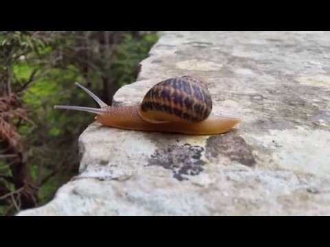 Chiocciola zigrinata salentina