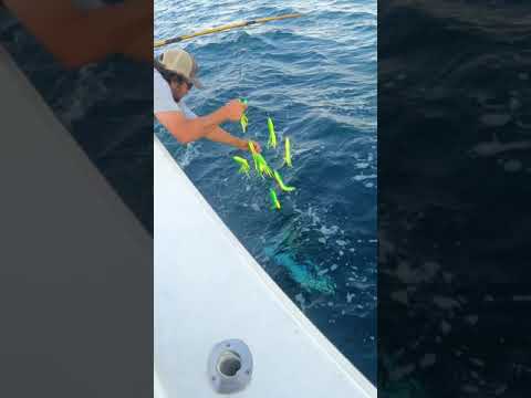 80ポンドの巨大なキハダマグロをガフで切る方法 #shorts