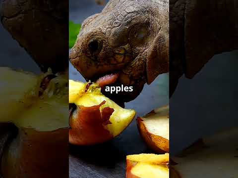 What Do Turtles Eat? Quick Guide  #turtlejourney #turtle #animals #tortoise