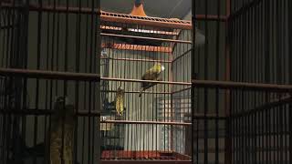 Download lagu Masteran wajib cucak jenggot gacor mp3 Download lagu Masteran wajib cucak jenggot gacor mp3