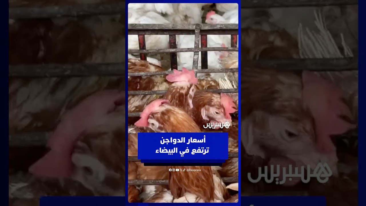 بعد فترة انخفاض .. أسعار الدواجن ترتفع في البيضاء وتجار يؤكدون على وفرة المعروض thumbnail