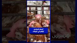 بعد فترة انخفاض .. أسعار الدواجن ترتفع في البيضاء وتجار يؤكدون على وفرة المعروض thumbnail