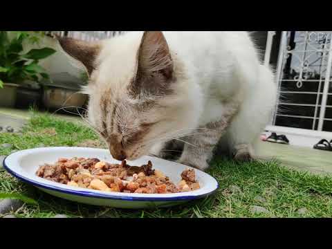 Siamese cat eating wet and dry food