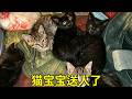 猫宝宝送人了，黑妞很是不舍【乡野志刚】