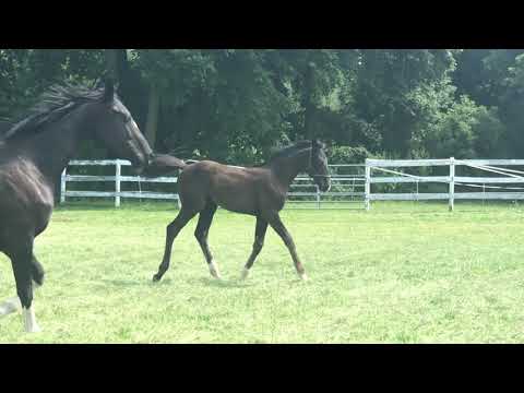 Daphne MKF (Dauphin/Sir Oldenburg/Florestan) - 2019 Hanoverian Filly
