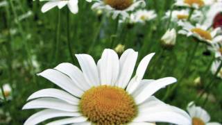 I Find Your Love - Beth Nielson Chapman