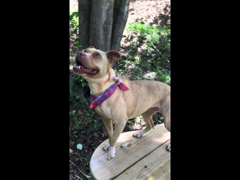 Tessa(VIDEO), an adopted Boxer & Pit Bull Terrier Mix in Landrum, SC_image-1