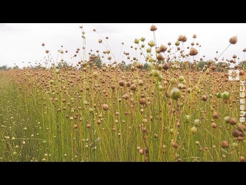 Секреты возделывания льна от дубровенских аграриев (08.08.2019)