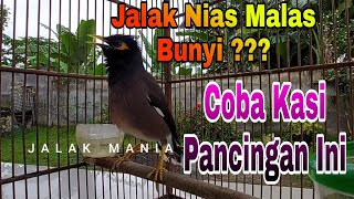 Download lagu Burung Jalak Nias Betina Gacor Bikin Jalak Nias Malas Bunyi Jadi Ikut Gacor - Jalak Mania mp3