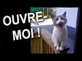 OUVRE-MOI - PAROLE DE CHAT