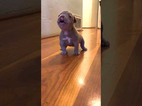Tiny Frenchie Terrorizes His Lazy Brother l The Dodo #thedodo #animals #dogs