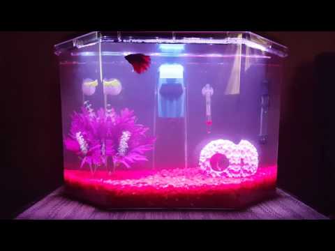 "Betta Fish Tank Upgrade"
