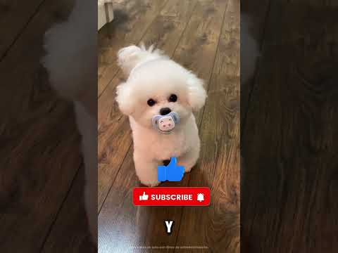 ¡Le salió muy caro intentar quitarle el iPad! 📱😱
